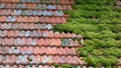 Kuinka puhdistaa katto sammaleesta helposti ja turvallisesti: yksinkertainen ja riskitön tapa