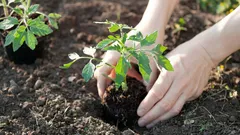Miksi tomaattien kasvupaikkaa kannattaa vaihtaa joka vuosi: tärkeä syy, josta moni ei tiedä
