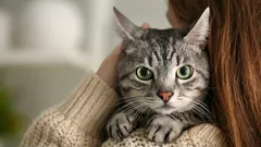 Miten kissat kuulevat ja näkevät meidät: simulaatio, joka yllättää välittömästi