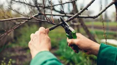 Älä heitä pois oksia karsinnan jälkeen – 12 tapaa hyödyntää ne puutarhassa