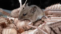 Hiiret pakenevat: paras kotitekoinen keino, joka helposti pääsee eroon jyrsijöiden armeijasta