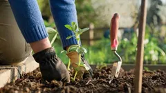 Luonnollinen lannoitteiden korvike löydetty: nämä kasvit lannoittavat itseään
