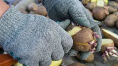 Voiko paloiteltua perunaa istuttaa: yllättävää säästöä puutarhassa