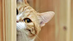 Miksi kissat jättävät meidät huomiotta: 6 syytä lemmikkien tottelemattomuuteen