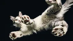 Tutkijat selvittivät: miten kissat onnistuvat aina laskeutumaan neljälle tassulle?