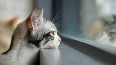 Miten kissat tietävät, että omistaja palaa pian kotiin: lemmikkien salaisuus