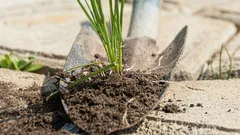 Rikkaruohot katoavat käytäviltä päivässä: tätä niiden päälle pitää ripotella