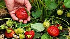 Mitä mansikoille on pakko tehdä maaliskuussa: toimet, joita ilman kesällä ei tule satoa