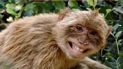 8 maailman älykkäintä kädellistä, jotka haastavat ihmistä