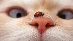 Miksi jokaisen kissan nenän kuvio on ainutlaatuinen? Vastaus saattaa yllättää