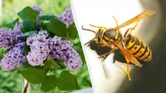 Nämä kasvit houkuttelevat vaarallisia ampiaisia: mitä kasveja ei kannata istuttaa talon lähelle?