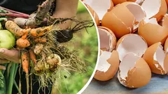 Keittiön aarteet tekevät ihmeitä kasvimaalla: kuinka tavalliset jätteet pelastavat sadon