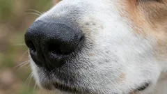 Tämä koirarotu on helpoin koulutettava: asiantuntijat nimesivät luotettavimman ystävän