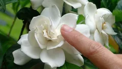 Paras huonekasvi kotiin: sen ylellinen tuoksu täyttää kaikki huoneet