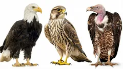 Testaa aivokapasiteettisi: osaatko nimetä nämä petolinnut 30 sekunnissa?