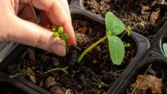 Mitä on pakko kylvää taimiksi maaliskuussa: kokeneet puutarhurit ovat jo työn touhussa