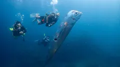 "En ole koskaan nähnyt mitään tällaista": Meksikossa rannalle ajautui harvinaisia tuomiopäivänkaloja