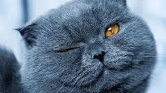 Kissat ilmaisevat rakkautta hitaalla räpyttelyllä: miten kissojen rakkaus eroaa koirien rakkaudesta?