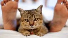 Eläimet ja psykologia: miksi kissojen käyttäytyminen muuttuu, kun omistaja sairastuu?