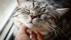 Murmisevatko kaikki kissat? Asiantuntijat ovat tulleet yllättävään johtopäätökseen