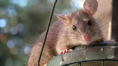 Näin suojaat kompostin rotilta: mitä ei kannata lisätä ja mikä oikeasti auttaa