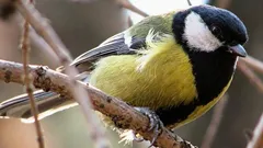 Tutkijat löysivät tiaisten lauluista oudon ja ”inhimillisen” piirteen 75 vuoden jälkeen