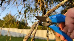 Oksasakset saavat odottaa: 6 kasvia, joita ei pidä koskaan leikata maaliskuussa