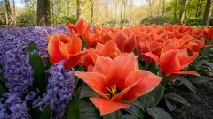 Mitä kukkia kannattaa istuttaa maaliskuussa? Parhaat vaihtoehdot näyttävään kesäkukkapenkkiin