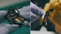 Torakkakyborgit Naton armeijan palveluksessa – mihin ne pystyvät?