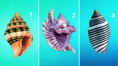 Valitse yksi simpukankuori – testi paljastaa todellisen luonteesi