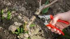 Nämä kasvit on aina leikattava maaliskuussa – puutarhurit listasivat 10 lajia