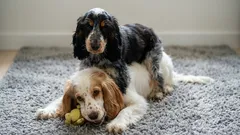 Kuvia nelijalkaisista ystävistä: rakkaat koirat leikkivät kävelyn jälkeen